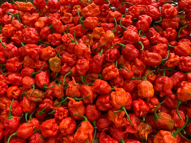 Fresh Carolina Reaper Peppers